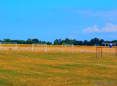 3. soccer field-kab