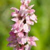Early purple Orchid (pink form)
