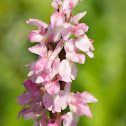 Early purple Orchid (pink form)