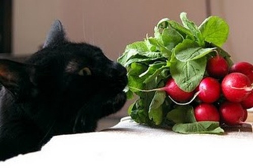 vegetarian-cat