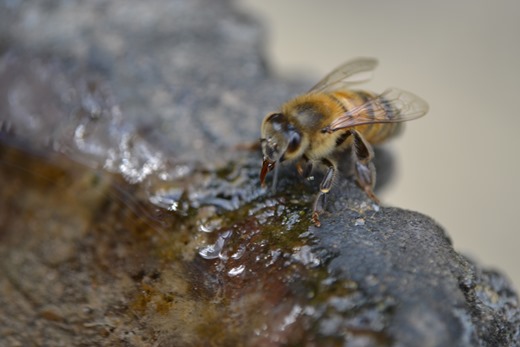 Bee - Buckfast honey bee - sipping water