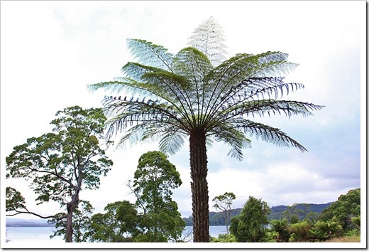 100104-Sarah-Island,-Tasmania,-tree-ferns_15