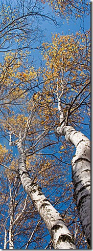 birch trees