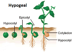 Hypogeal Seed Germination