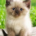 Funny Animals | Funny Cats, Funny Dogs & Animals | Animals Funny