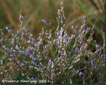 17-sea-lavender