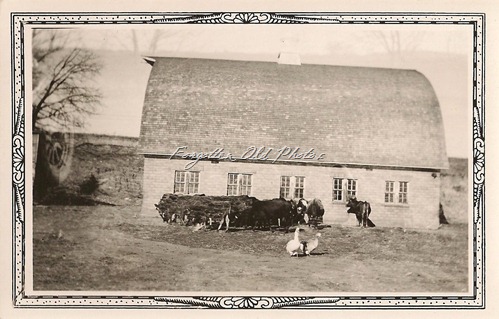 Barn with cattle Tin Ceiling