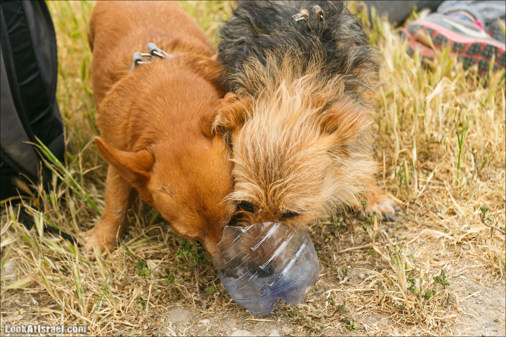 LookAtIsrael.com: Фото-блог о путешествиях по Израилю. Тель Авив, Иерусалим, Хайфа Наши походные собаки утомились :) 