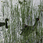 Common Gallinule (with chick)