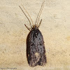 Curved-Horn Moth