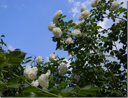 DSCN5725 DSCN5725