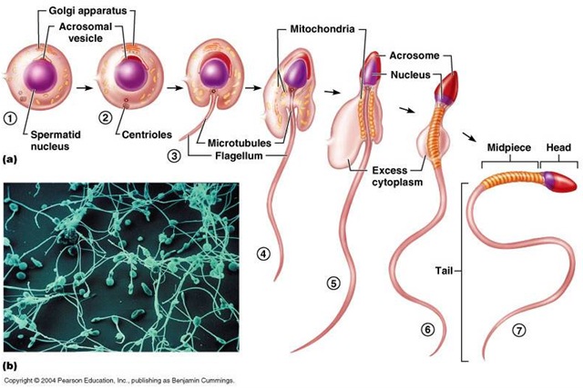 [spermiogenesis9.jpg]