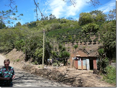 Jan 30, 2012: Coffee plants on the hillside