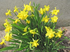 daffodils little near kitchen