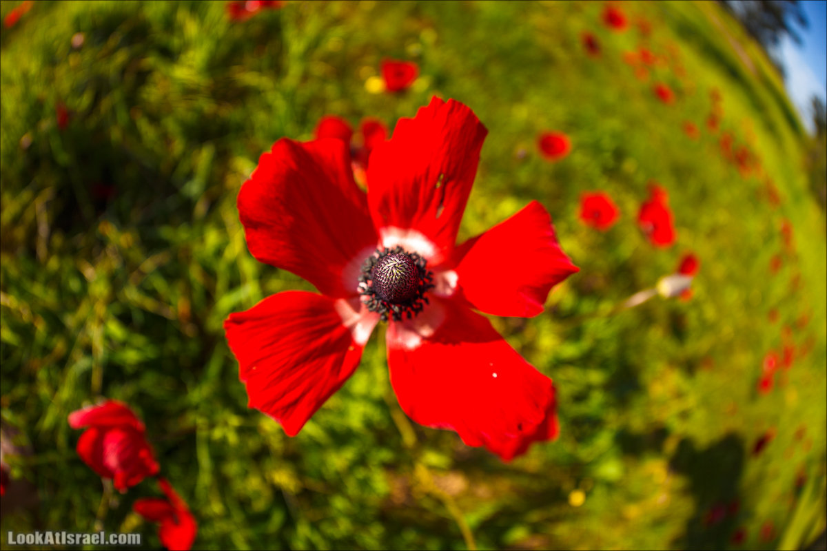 Анемоны (каланиет) пустыни Негев - Фестиваль Даром Адом в LookAtIsrael.com - Фото путешествия по Израилю | Red South festival of anemones in Negev | דרום אדום - קלניות בבארי