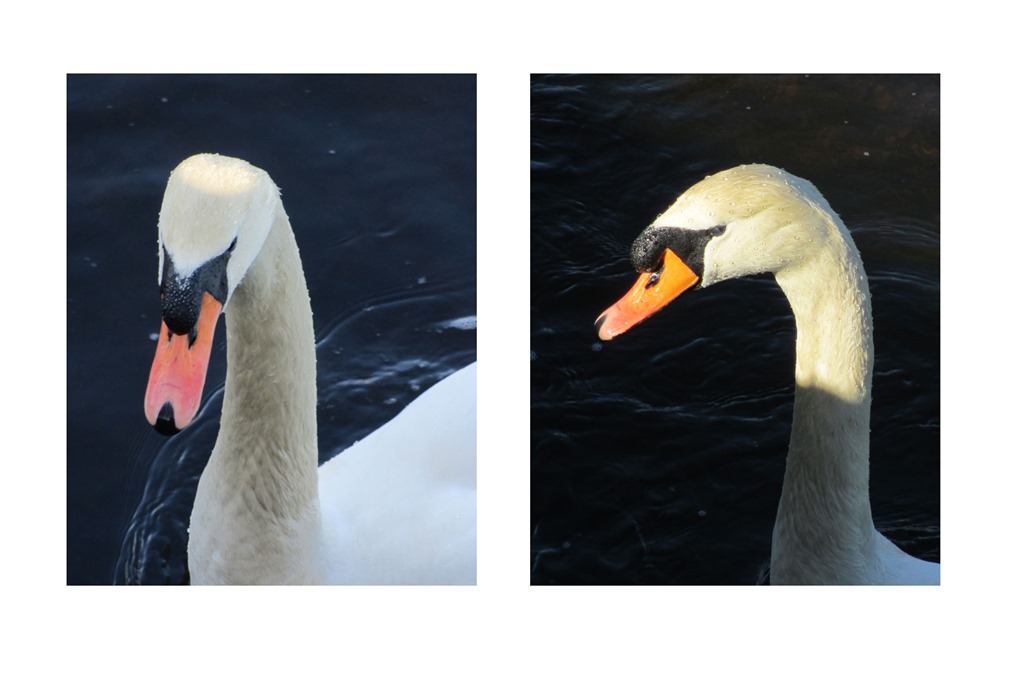 [swan-head%255B4%255D.jpg]