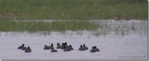 Another look at the Coots