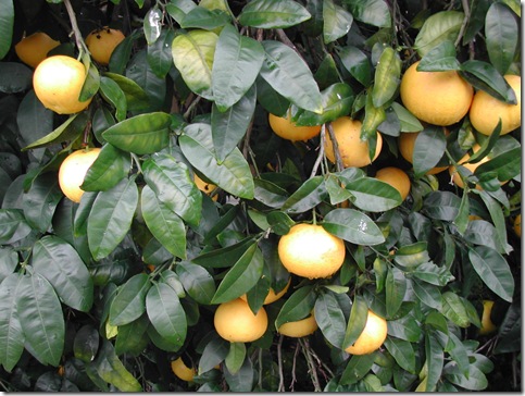 Grapefruit on the world's most reliable tree; it bears abundant fruit year after year with almost no inputs.