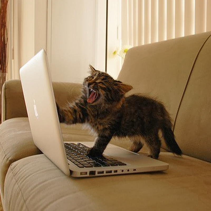 Ekspresi Kucing Kalo Internet Lemot