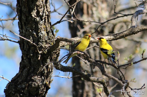 Pair of Goldfinches May 23