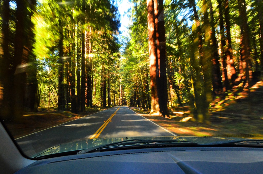 [Redwoods3.jpg]