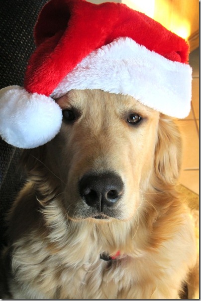 perro gorritos navidad (29)