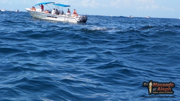 Viajar a Isla Holbox Nadar con el Tiburon Ballena 1