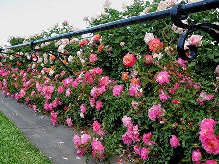 rose hedge