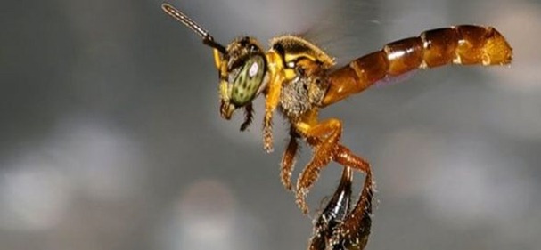 abeja 1 abeja 1