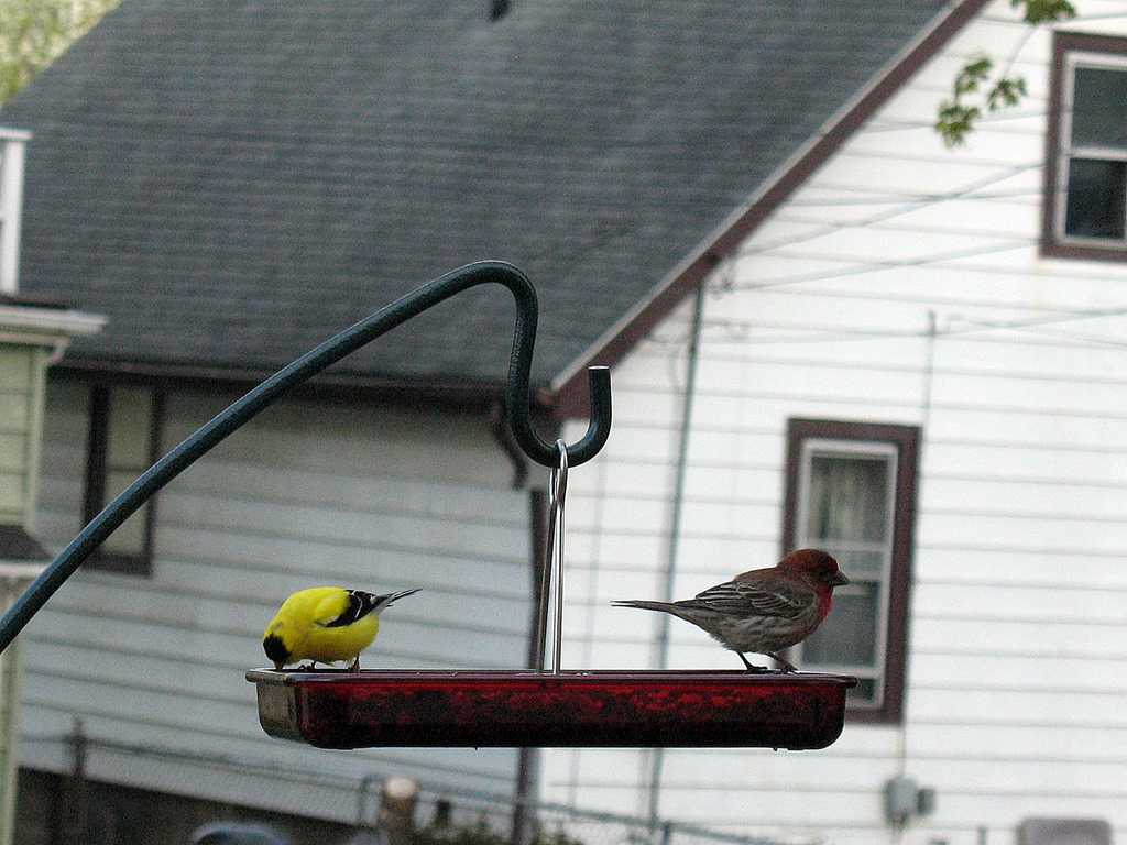 [house%2520finch%2520and%2520gold%2520finch%255B4%255D.jpg]
