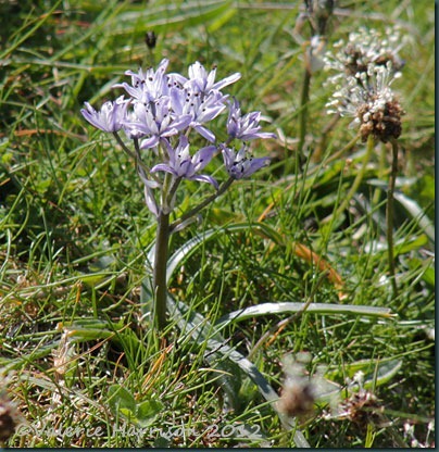30-spring-squill