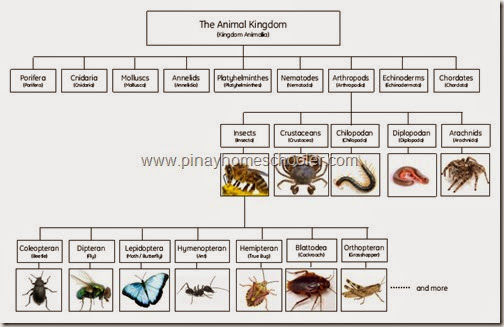 The Arthropods Chart