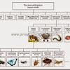 The Arthropods Learning Material (with FREE Files)