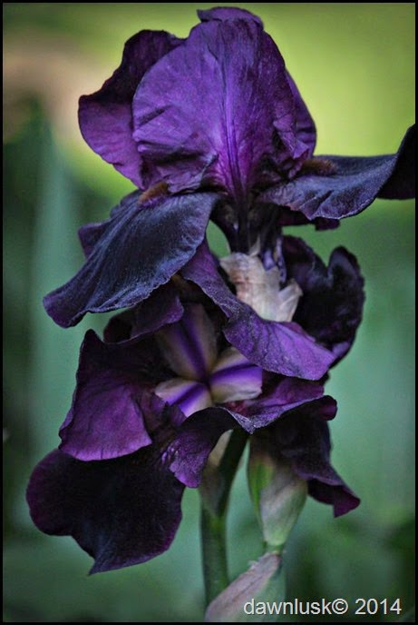 Black-Iris