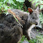 Tasmanian Pademelon