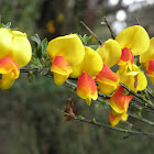 scotch broom(naturalized hybrid)