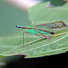Long nosed planthopper