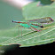 Long nosed planthopper