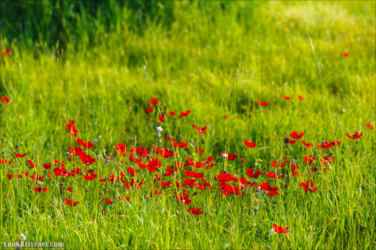 Анемоны (каланиет) пустыни Негев - Фестиваль Даром Адом в LookAtIsrael.com - Фото путешествия по Израилю | Red South festival of anemones in Negev | דרום אדום - קלניות בבארי