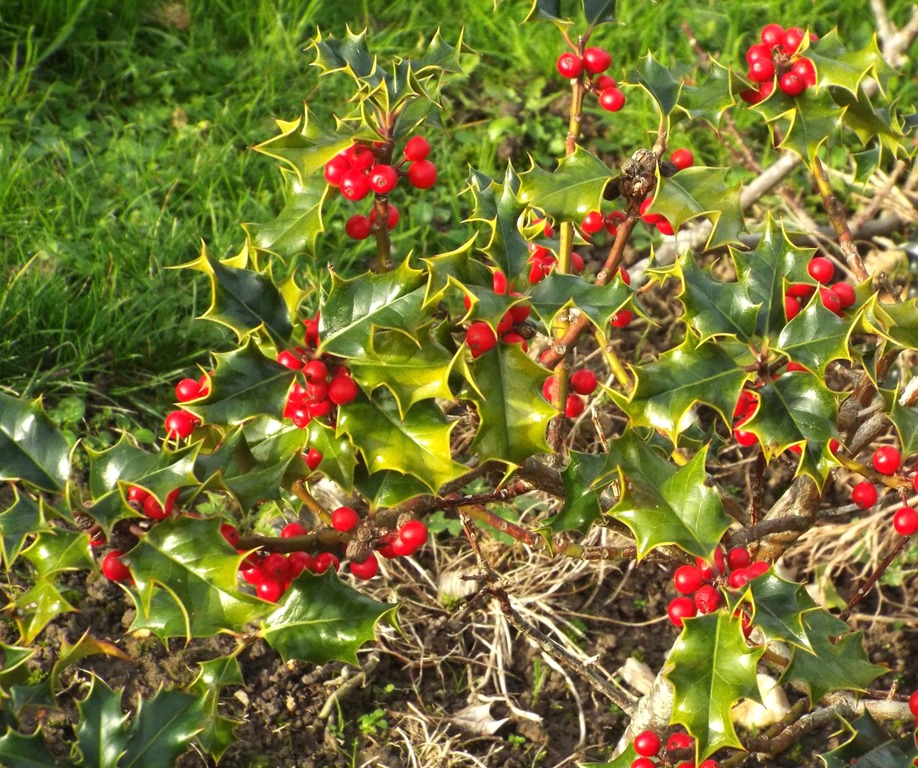 [holy-and-red-berries3.jpg]