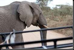 October 19, 2012 elephant crossing the road