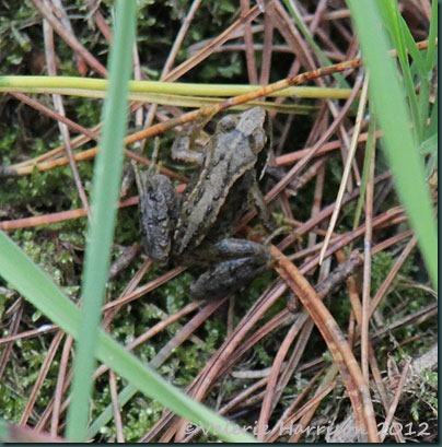 52-wee-frog
