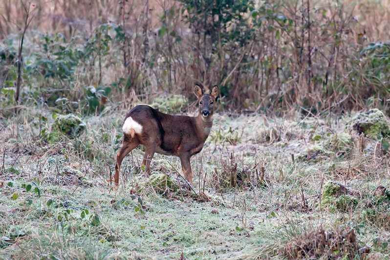 Roe Deer in winter