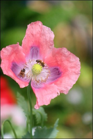 bees poppy 1