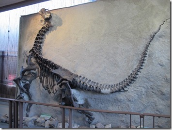 705 camarasaurus (640x480)