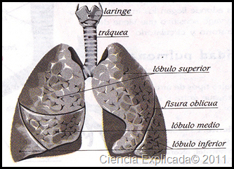 imagenes pulmones