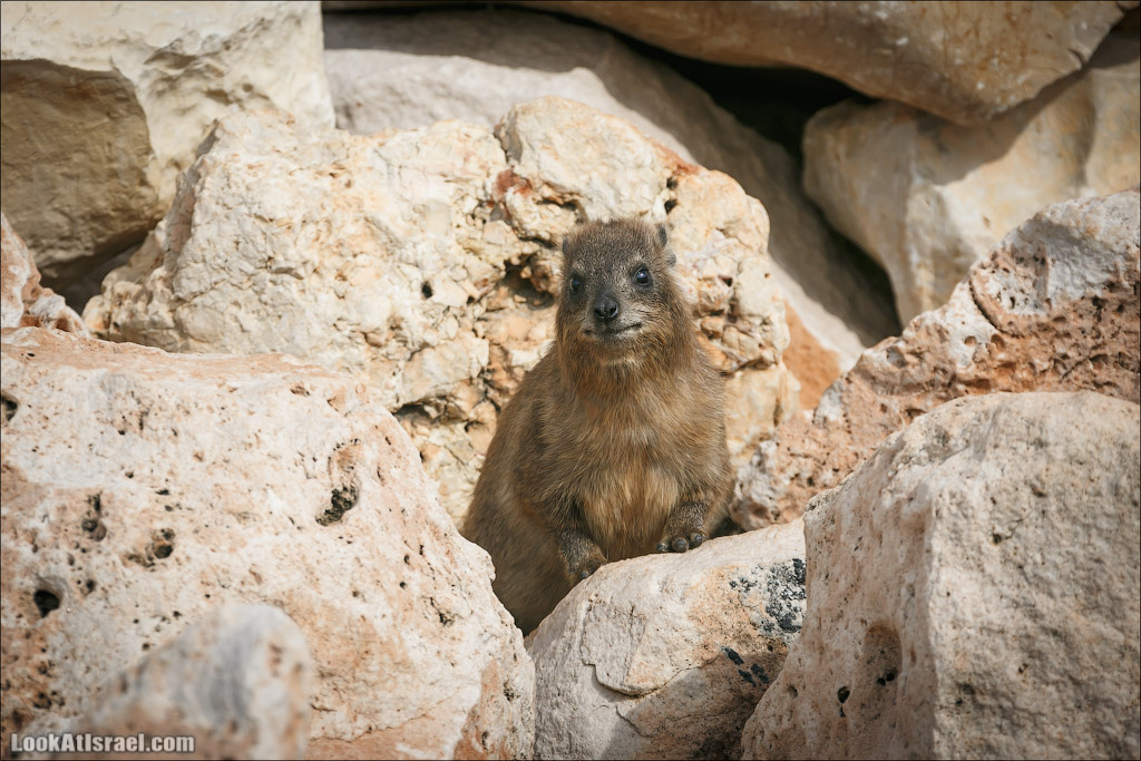 Даманы - израильские родственники слонов | LookAtIsrael.com - Фото путешествия по Израилю