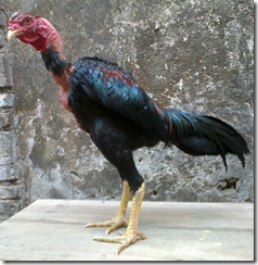 Ayam Bangkok Jantan dan Betina Umur 7 Bulan - Jual Ayam Hias
