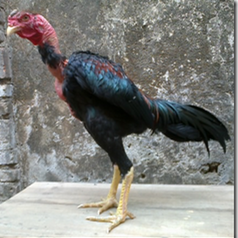 Ayam Bangkok Aduan Budidaya ayam Birma Saigon Vietnam Import Ayam laga