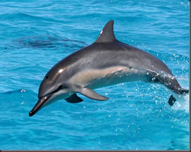 Amazing Animals Pictures Dolphin (1)